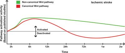 Wnt Pathway: An Emerging Player in Vascular and Traumatic Mediated Brain Injuries